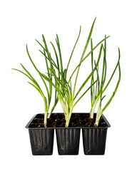 Green onions in a box with ground on a white background. Onion isolate for planting outdoors