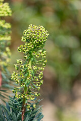 Mediterranean spurge (euphorbia characias) flowers in bloom