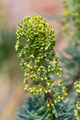Mediterranean spurge (euphorbia characias) flowers in bloom