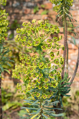 Fototapeta premium Mediterranean spurge (euphorbia characias) flowers in bloom