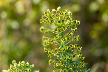 Mediterranean spurge (euphorbia characias) flowers in bloom