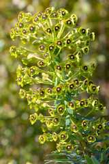 Mediterranean spurge (euphorbia characias) flowers in bloom