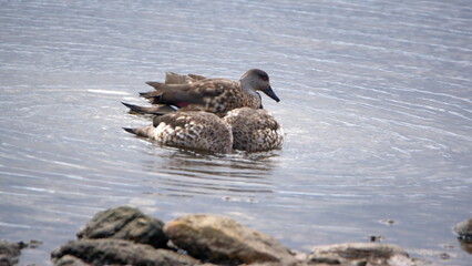 Falkland steamer ducks (Tachyeres brachypterus) swimming in the bay in Stanley, Falkland Islands