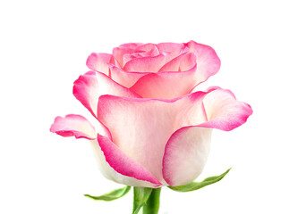 pink rose Flower isolated on white background