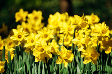 Fototapeta premium Yellow daffodils flowers, defocused background