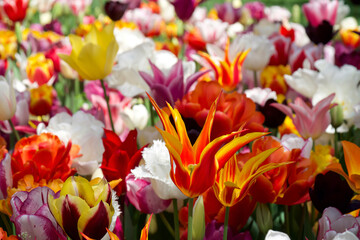 Colorful tulip flowers background. Selective focus of beautiful flowers in spring park