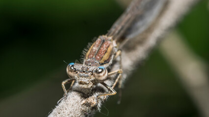 dragonfly 102