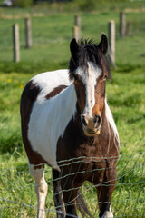 Obraz premium Tobiano horse in a field