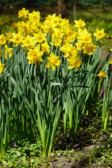 Yellow daffodils flowers in flowerbed