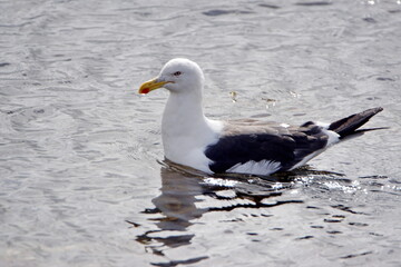 Kelp gull (Larus dominicanus) swimming in the bay in Stanley, Falkland Islands