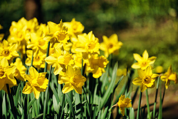 Yellow daffodils flowers, defocused background