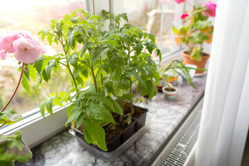 Tomato seedlings stand between pots of blooming geraniums on the windowsill of a country house on a sunny morning