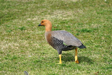 Male Magellan goose (Chloephaga picta) in a field in Stanley, Falkland Islands