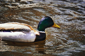 Duck swimming in pond