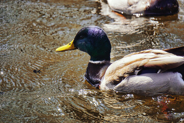 Duck swimming in pond