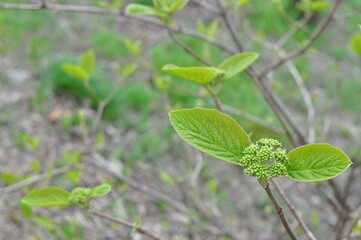 Spring awakening of trees.The first leaves and buds of inflorescences.Viburnum bush.bokeh