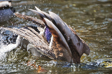 Obraz premium Duck diving in pond, splashed water