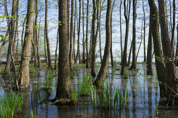 rozlewiska jeziora Miedwie