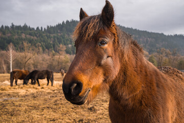 Horses on the background of mountains. Konie na tle gór - obrazy, fototapety, plakaty