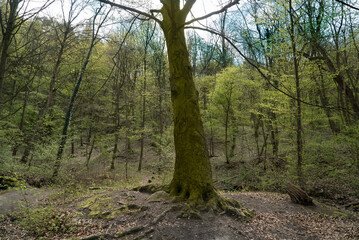 stare drzewo w lesie nad jeziorem