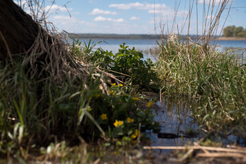 szuwary nad zalewem jezioro Dąbskie