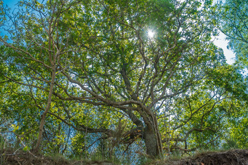 korona drzewa pod słońce