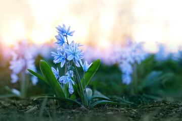 Beautiful abstract natural background with  blue Snowdrop Flowers in garden close up. first Early spring Blue flowers Scilla caucasica. gentle dreaming nature image, spring floral landscape