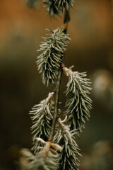 frost on pine needles