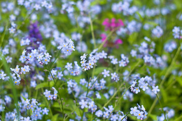 Obraz na płótnie Canvas Blue wildflowers forget-me-nots ( Myosotis sylvatica ) on meadow in spring. Spring flowers, background
