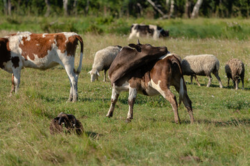 Cows and sheep are grazing on the meadow. The cow is arched and scratches its back.