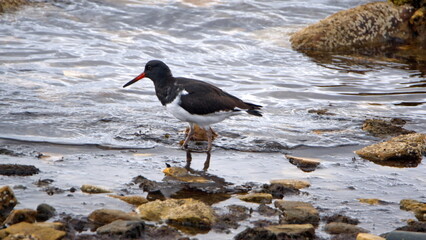 Magellanic oystercatcher (Haematopus leucopodus) fishing in the rocks by the shore in the bay in...