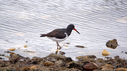 Magellanic oystercatcher (Haematopus leucopodus) fishing in the rocks by the shore in the bay in Stanley, Falkland Islands