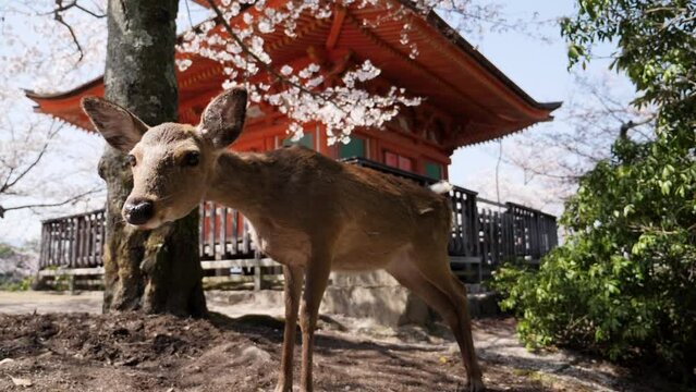 Detailed footage of a wild fallow deer under a sakura tree in Miyajima Island, Japan.