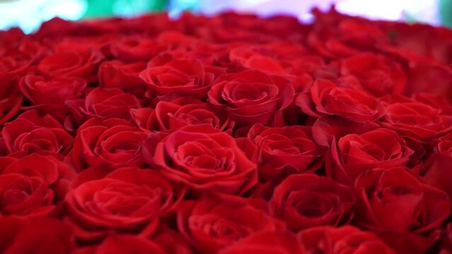 501 Red Roses 501 Bilder – Durchsuchen 1,902 Archivfotos, Vektorgrafiken und Videos ...