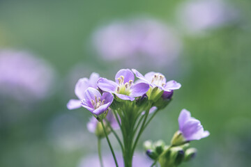 Fototapeta na wymiar cuckoo flower purple wildflower in the meadow