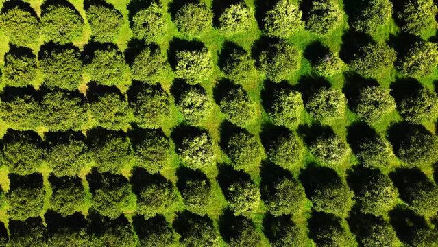 Aerial Drone View of Orange Groves with Citrus Fruit Ready for Harvest.