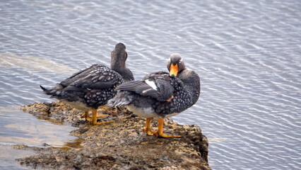 Falkland steamer ducks (Tachyeres brachypterus) on a rock in the bay in Stanley, Falkland Islands