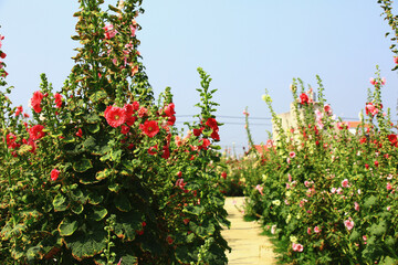 amazing scenery of blooming Hollyhock(Alcea rosea) flowers with pathway,view of red and pink...
