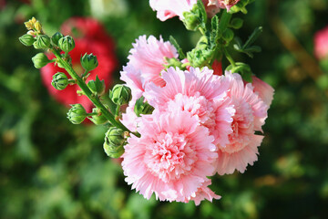 beautiful view of blooming pink Hollyhock(Alcea rosea) flowers,close-up of pink Hollyhock flowers...