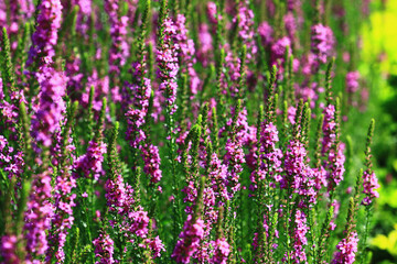 Fototapeta premium beautiful view of blooming Spiked Loosestrlfe(Purple Lythrum) flowers,close-up of purple flowers blooming in the garden 
