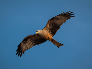 Black kite (Milvus migrans). Bird in its natural environment.