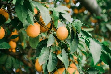 orange tree with fruits