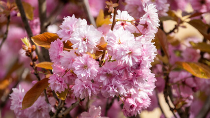 Obraz premium pink and white flowers