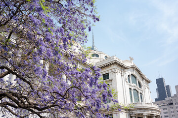Mexico City, Mexico; april 02 2022: view of the palace of fine arts behind a jacaranda tree, spring.