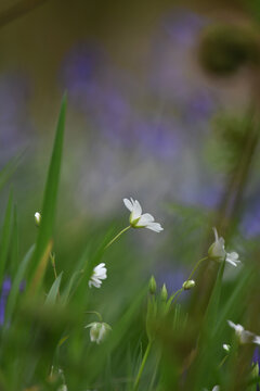 A Lesser Stitchwort flower In Cabilla Wood a Site of Special Scientific Interest on Bodmin Moor Cornwall