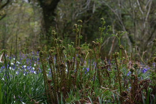 Emerging ferns in Cabilla Wood a Site of Special Scientific Interest on Bodmin Moor Cornwall