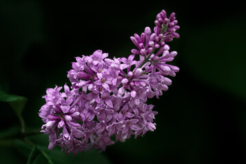 Lilac, flower, nature, spring