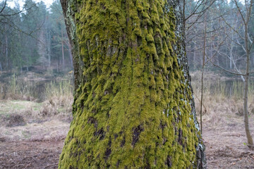 Green moss on a tree bark, Natural moss texture background. Acacia tree bark cover with green moss....