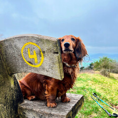 Cute lovely dachshund hiking on top of the mountain