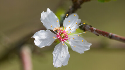 bee on a flower